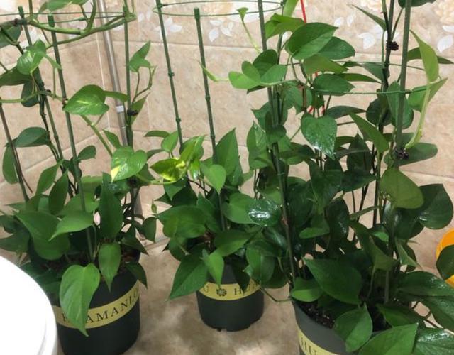 室内养绿萝,做好“3点”,叶片大又绿,直接长爆盆,挡都挡不住