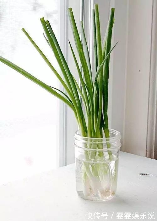 阳台上|一个芋头芽，埋在花盆里，10天长成大盆景，比龟背竹还漂亮