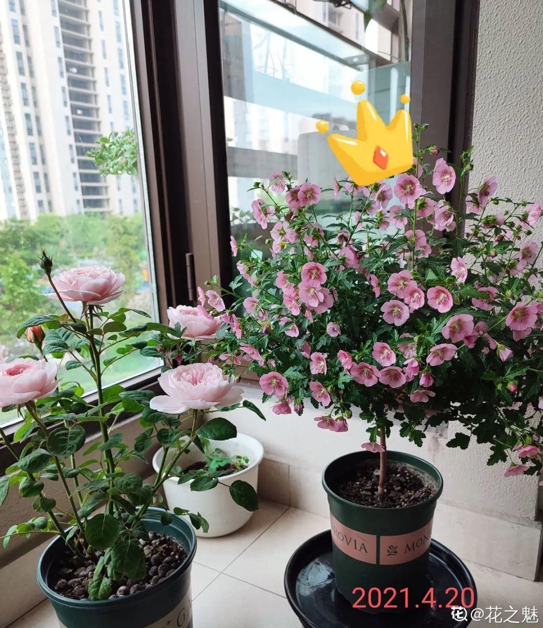 棒棒糖|从养花大神家，偷来3个爆花技巧，快学，24小时后删