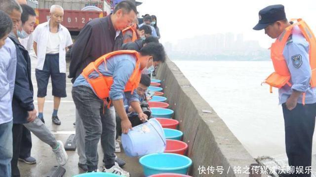 长江|人称“水米子”,短短30年,从泛滥到稀缺,迄今无法人工养殖