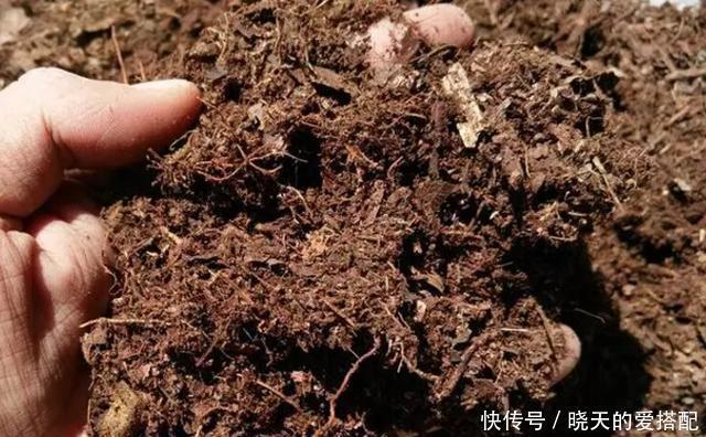 格外|自己动手制作腐叶土、松针土养花,一点不难,还格外省钱好用