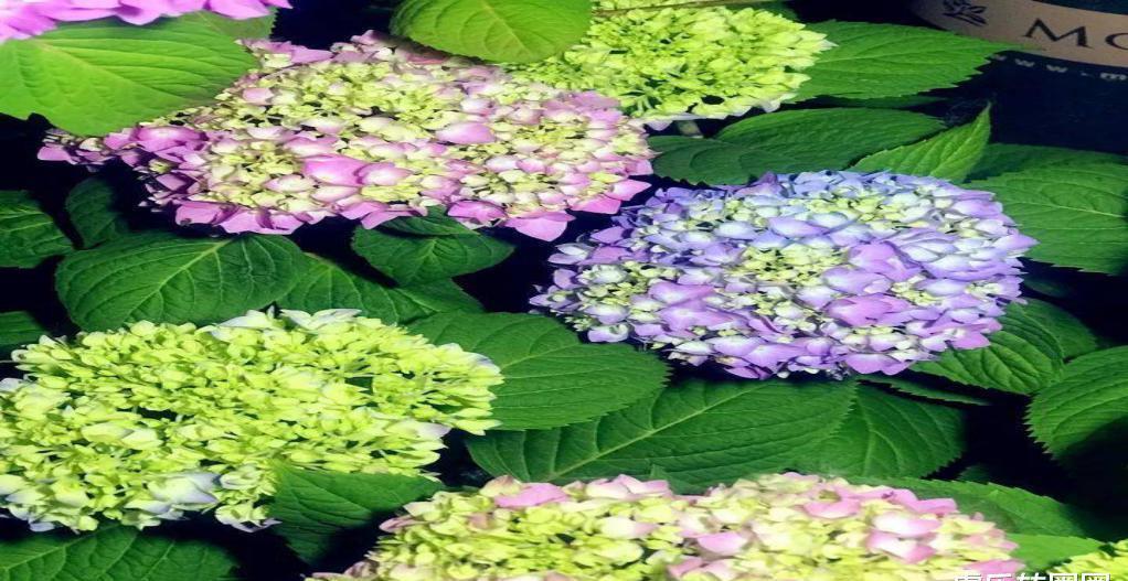 树有树|其实树有树的风水