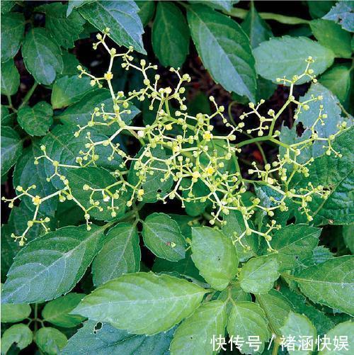 徐长卿|农村野草,叶片凉拌好吃,有杀菌、抗病毒的作用,你是否认识