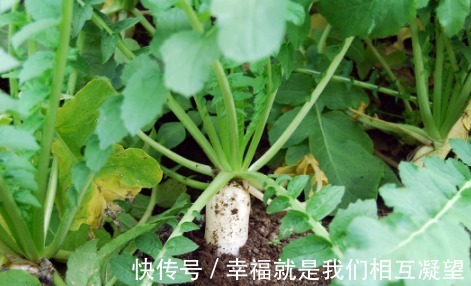 防癌|在农村都没人吃，地里一抓一大把，常吃能防癌、防近视