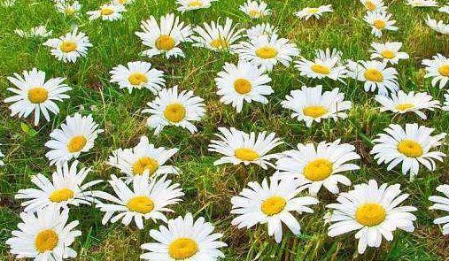 几款小花生命力超顽强的,给点阳光就灿烂,浇点水就爆长