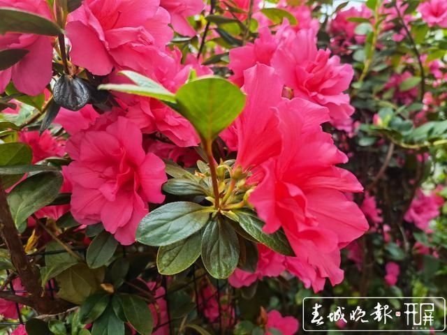 新春走基层｜昆明这里的杜鹃花绑扎起来卖