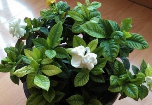 扦插|什么黄豆水、淘米水都不如“这种水”,10天浇一次,叶绿花更旺