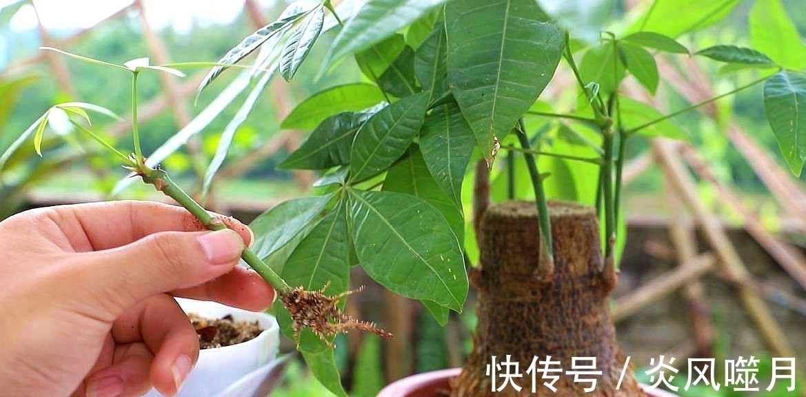 发财树黄叶,掉叶子?都是2个“小疏忽”,看看你犯了没有