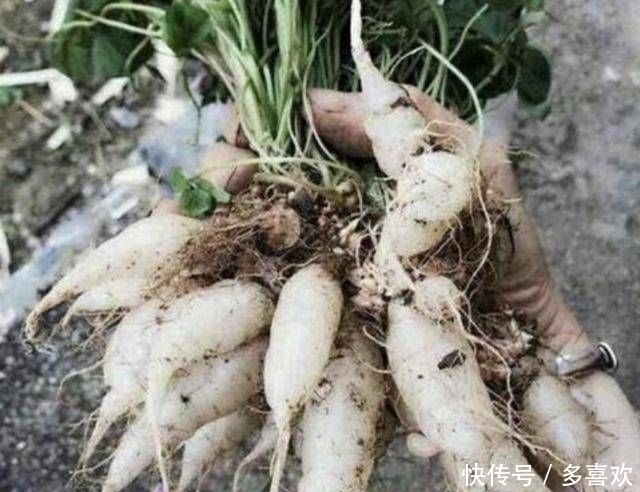 植物|1种野草被称为“酸咪咪”,不仅能开花,还有“萝卜根”,珍贵!