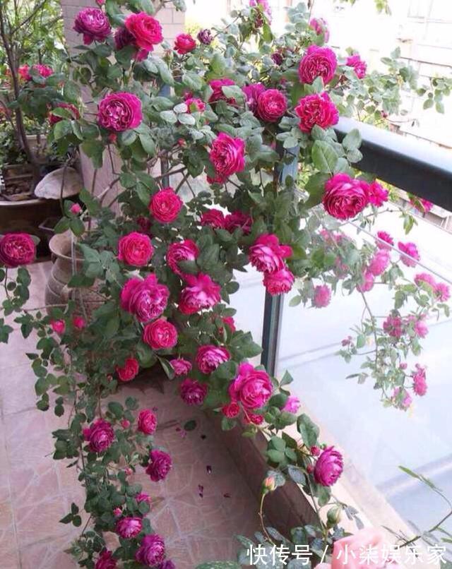 花苞|月季出现僵苗怎么办3个简单小方法，新芽花苞蹭蹭冒，开花99朵