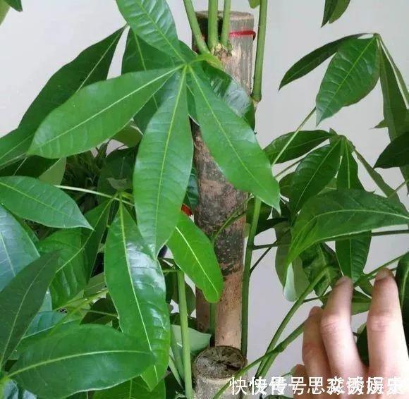  10米长的绿萝,阳台放不下了,看看他是怎么养的吧