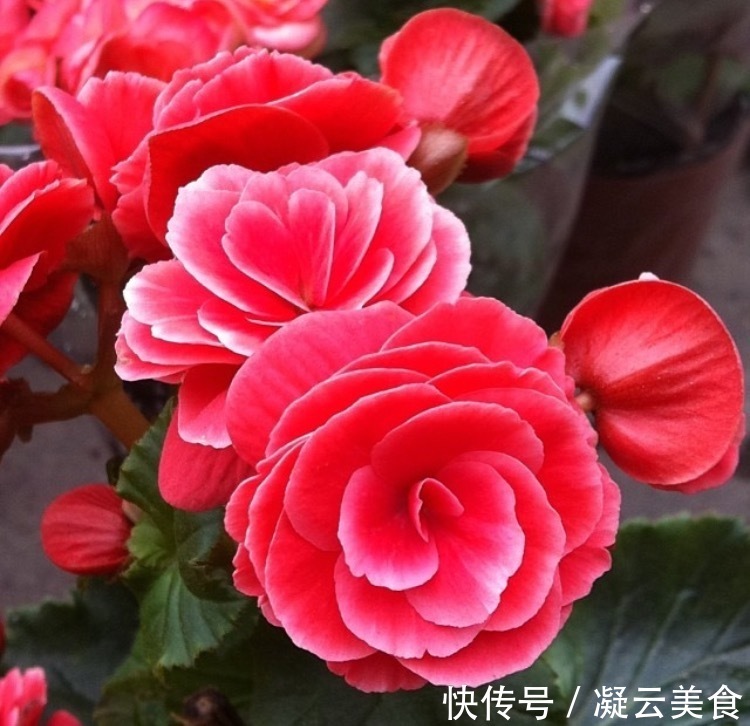 这2种花卉“养不好”教你学会“3招”，花卉顺利生长，开花不断