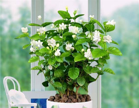 秋天|秋天买茉莉,枝头满花苞3点谨慎,别手欠,开成“爆花王”