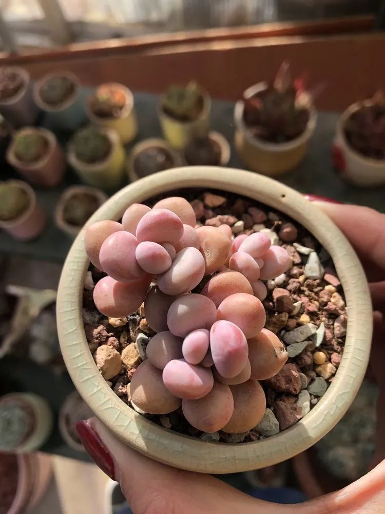 浇水|多肉小白三年励志对比养自己的花,爱自己的宇宙!