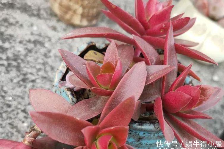 多肉火祭算不算好品种?看完它的优点和缺点,我想大家自有定论