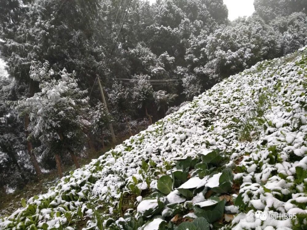 妙高镇金城山雪景图