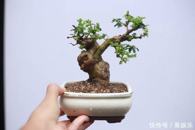 枝条|网友分享的白蜡微型盆栽,室内摆件精品盆栽,快来一睹为快