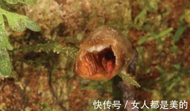 棘唇石豆兰|好丑!好臭!你没看错,我说的是兰花