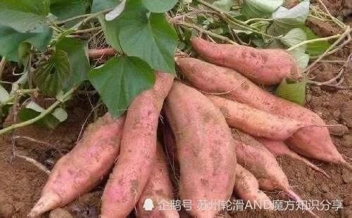  红薯中含|红薯的医药效果