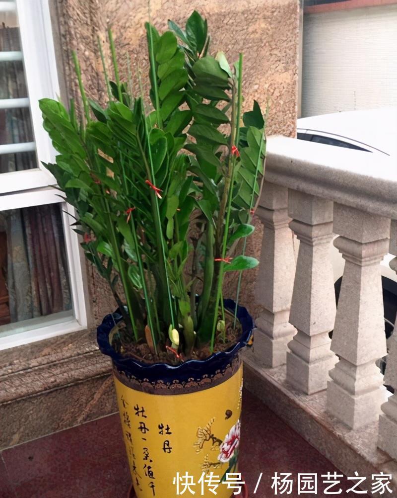 植株|封闭阳台不能养花?才不是呢!选这几种,打造自己的小花园