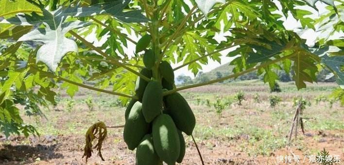 能补充营养和培养抗病能力的木瓜,农民们抓住三点不能全部吃的木瓜