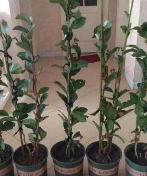 芽点|这东西和蟹爪兰天生一对,嫁接百分百活,轻松变身蟹爪兰大树!