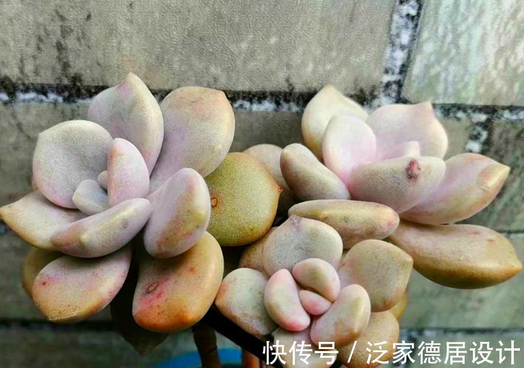 春天|被名字耽误的经典多肉诺玛，特别爱爆头，长成小老桩的样子很美