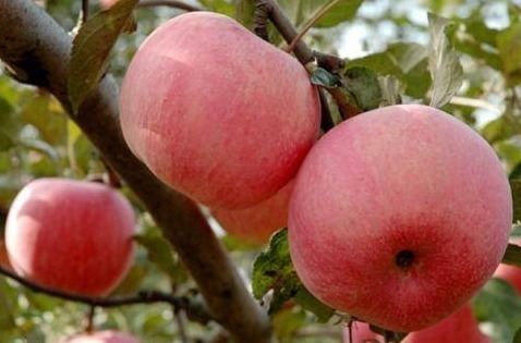 光泽|女性过了40岁,皱纹爬满脸不妨常吃4种水果,美容养颜抗衰老