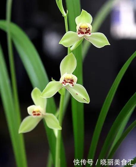 室内养护兰花有难度,送你几个妙招,从此室内养兰不再难