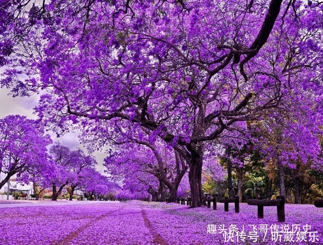 此花是蓝色的悲伤,代表着宁静的忧伤,还是学生的考神花