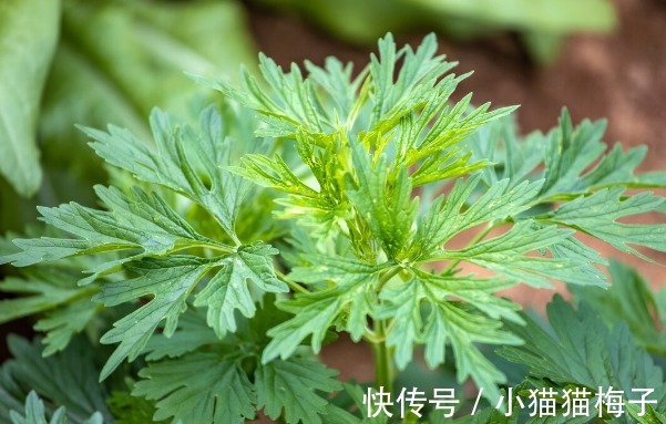 益母草|66种野菜大图片，带你见识不同的野菜和吃法，你想要的野菜这里有