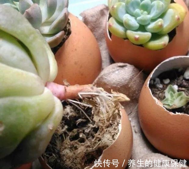 多肉花盆年年买不如换成这种，省钱又实用！多肉花盆年年买不如换成这种，省钱又实用！