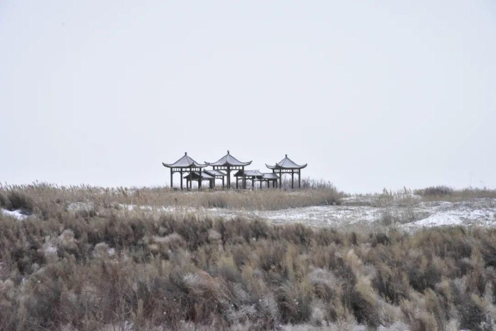 邂逅|这个冬天来金塔沙漠胡杨林，邂逅一场不一样的冰雪奇缘~