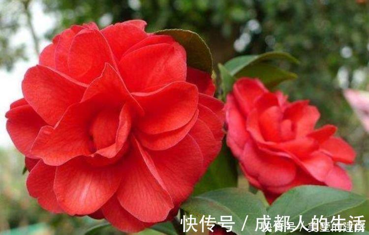 绣球花|养花试试这几款,花开繁盛花香怡人,给点阳光就灿烂,人见人爱