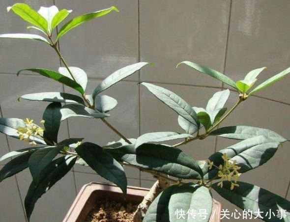 桂花掉叶子，问题出在根上，现在是最佳“挽救”时间，别错过！