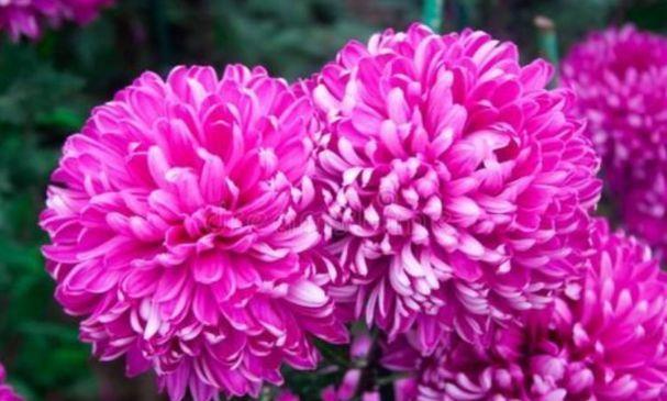 养花试试几种花期长的，堪称是开花机器，花大色艳美极了