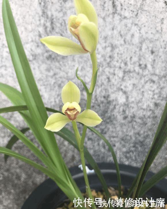 养5年兰花都不开花,加了1料,花开停不住