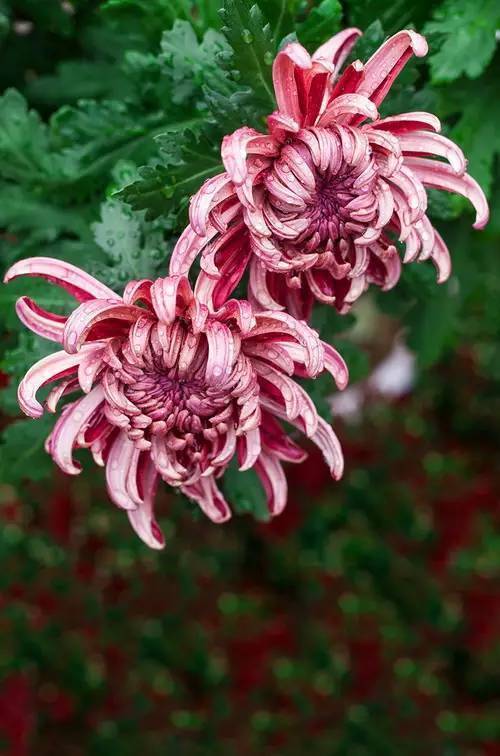 中国十大名花欣赏,美极了!