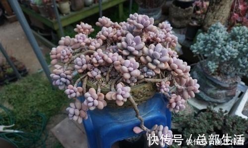 10款紫色系多肉,每一款都浪漫好养,养一盆“紫气东来”!