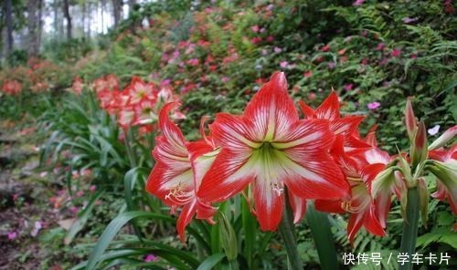 这“三种花”易爆盆,“遇水疯长”又耐寒,大冷天也能自己生长!