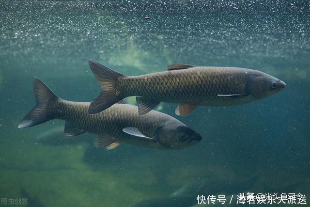 大片鱼泡冒出水面,为啥无鱼吃钩?鱼说“我想吃,你不让我吃”