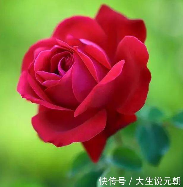 4种旺运花，吉祥添富贵，谁见了都喜欢，第一种已经被迷住了！