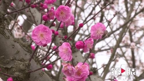 中年|五彩梅花迎春开 赏花出游正当时