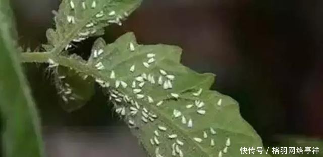 白虱粉|家里养花,生了这个世界性害虫,太难治,一招教你轻松根除白虱粉