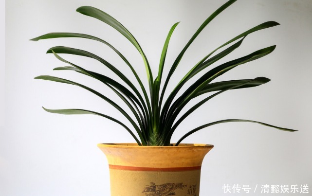 君子兰催花实操经验，现在行动，一个月后就冒花箭