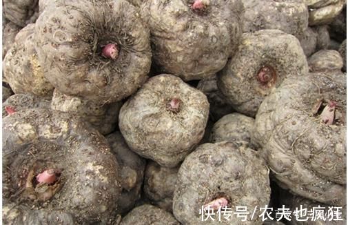 全株有毒，却种植数千年，加入草木灰一煮，味道如同吃大肥肉