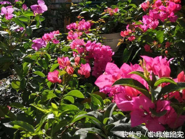 满树|给我一个院子,我一定养好多三角梅,四季繁花满树!