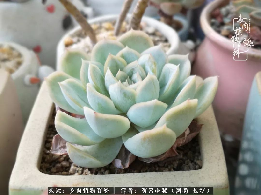 经历一个夏天的摧残,方知皮实好养的多肉才是真爱!