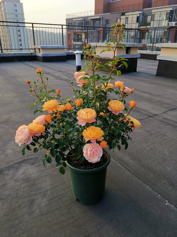 八种花期超长的植物，个个花期半年以上，观赏价值高，室内也能养