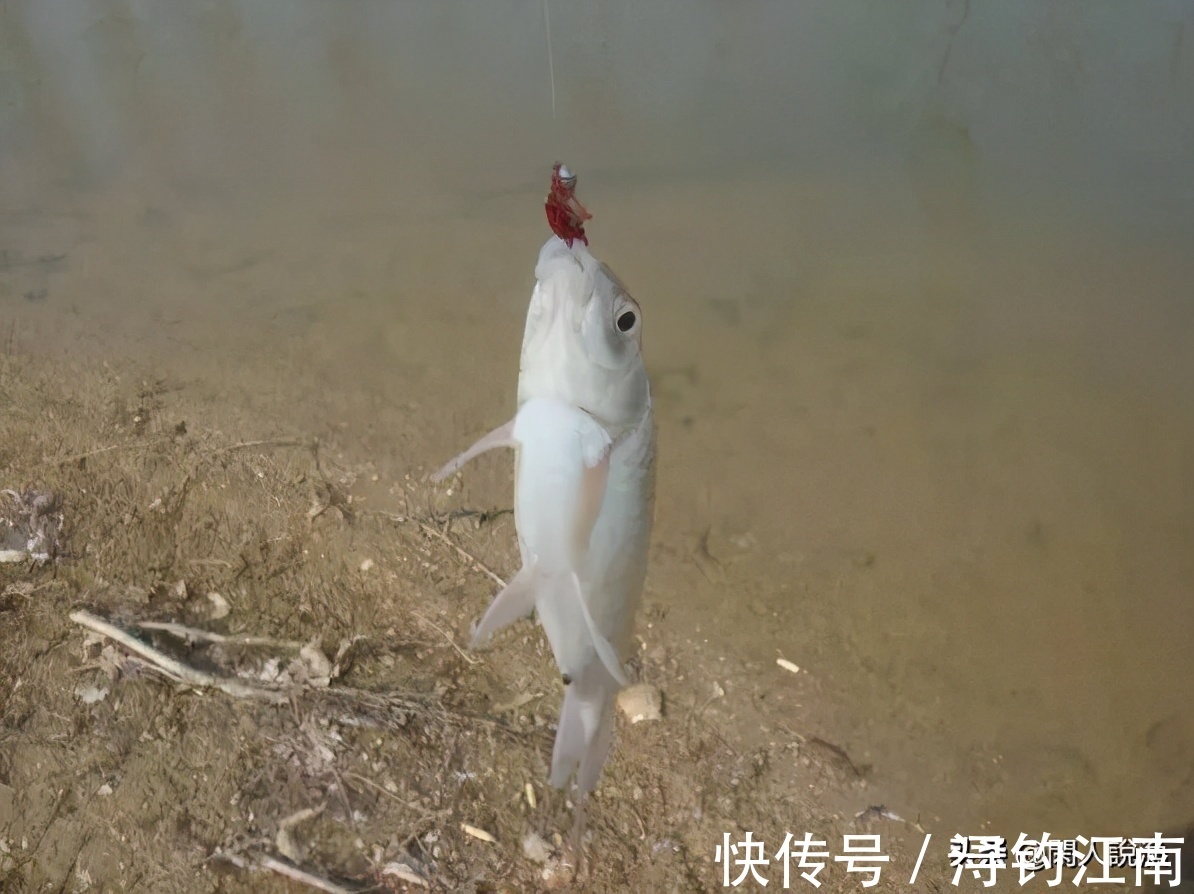 线组|新手钓友很困惑，深秋鱼口轻怎么作钓？其实从四个方面可轻松破解